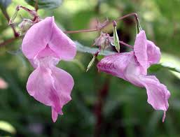 Image result for Impatiens glandulifera