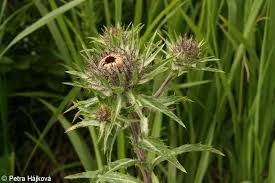 Attēlu rezultāti vaicājumam “Carlina biebersteinii”