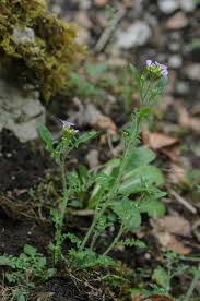 Attēlu rezultāti vaicājumam “Cardaminopsis arenosa”