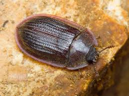 Attēlu rezultāti vaicājumam “Peltis grossa”