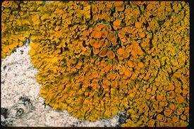 Attēlu rezultāti vaicājumam “Xanthoria parietina”