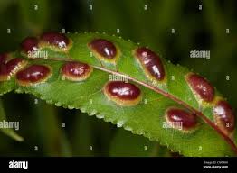 Attēlu rezultāti vaicājumam “Pontania proxima”