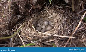 Attēlu rezultāti vaicājumam “Emberiza schoeniclus nest”