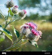 Attēlu rezultāti vaicājumam “Arctium tomentosum flower”