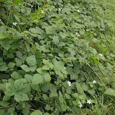 Attēlu rezultāti vaicājumam “Rubus caesius”