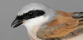 Attēlu rezultāti vaicājumam “Lanius collurio”