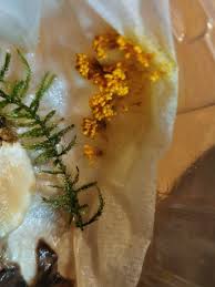 Attēlu rezultāti vaicājumam “Badhamia panicea sessile”