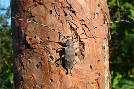 Attēlu rezultāti vaicājumam “Acanthocinus aedilis”