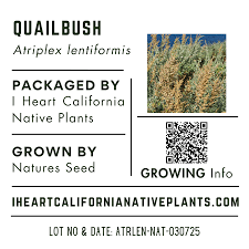 Attēlu rezultāti vaicājumam “Atriplex calotheca”