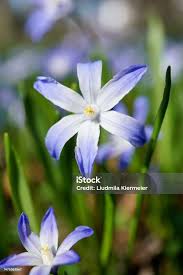 Attēlu rezultāti vaicājumam “Scilla luciliae”