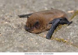 Attēlu rezultāti vaicājumam “Nyctalus noctula”