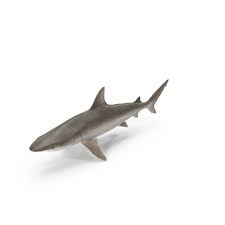 Image result for Carcharhinus acronotus