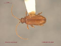 Attēlu rezultāti vaicājumam “Ptinus sp. male”