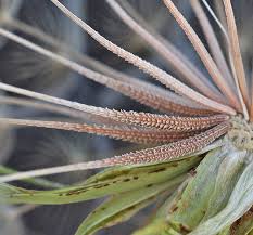 Attēlu rezultāti vaicājumam “Tragopogon heterospermus leaf”
