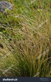 Attēlu rezultāti vaicājumam “Nardus stricta”