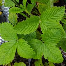 Attēlu rezultāti vaicājumam “Fragaria moschata”