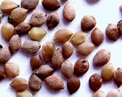 Attēlu rezultāti vaicājumam “Urtica dioica fruit”