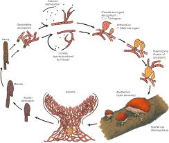 Attēlu rezultāti vaicājumam “Lycogala maculatum sessile”