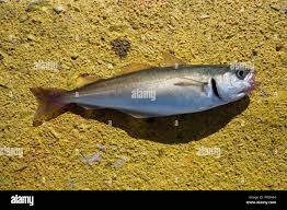 Image result for Pollachius pollachius