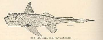 Image result for Hydrolagus colliei