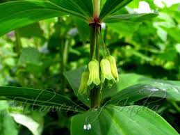 Attēlu rezultāti vaicājumam “Polygonatum verticillatum”