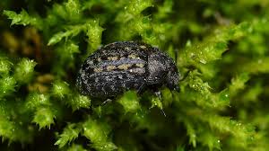 Attēlu rezultāti vaicājumam “Cytilus sericeus”