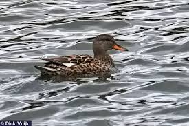 Attēlu rezultāti vaicājumam “Anas strepera female”