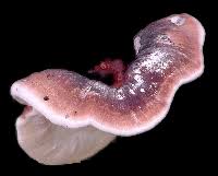 Attēlu rezultāti vaicājumam “Phleogena faginea sessile”