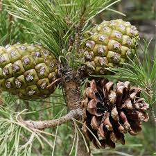 Attēlu rezultāti vaicājumam “Pinus sylvestris fruit”