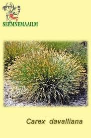 Attēlu rezultāti vaicājumam “Carex davalliana”