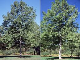 Attēlu rezultāti vaicājumam “Platanus x hispanica (syn. Platanus x acerifolia)”