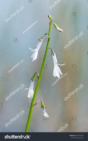Attēlu rezultāti vaicājumam “Lobelia dortmanna flower”