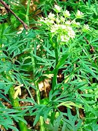 Attēlu rezultāti vaicājumam “Peucedanum palustre leaf”