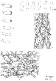 Attēlu rezultāti vaicājumam “Postia undosa”