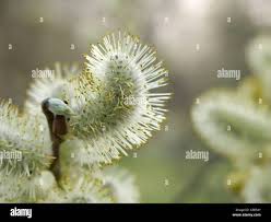 Attēlu rezultāti vaicājumam “Salix cinerea female flower”
