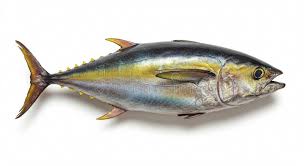 Image result for Thunnus thynnus