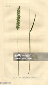 Attēlu rezultāti vaicājumam “Cynosurus cristatus”