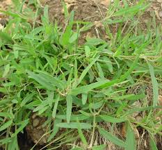 Attēlu rezultāti vaicājumam “Chenopodium album”