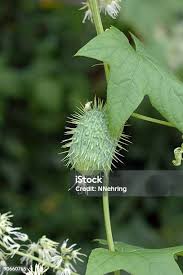 Attēlu rezultāti vaicājumam “Echinocystis lobata fruit”