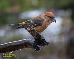 Image result for Loxia curvirostra