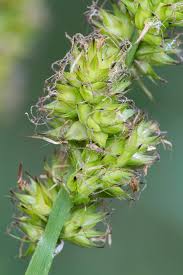 Attēlu rezultāti vaicājumam “Carex vulpina”