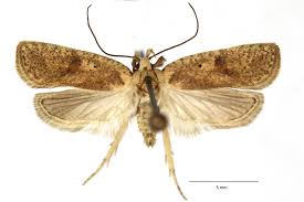 Attēlu rezultāti vaicājumam “Agonopterix ciliella imago”