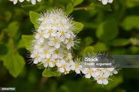 Attēlu rezultāti vaicājumam “Spiraea chamaedryfolia flower”