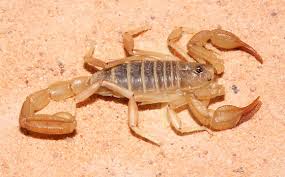 Attēlu rezultāti vaicājumam “Boreus”