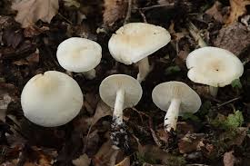 Attēlu rezultāti vaicājumam “Tricholoma album”