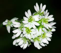 Attēlu rezultāti vaicājumam “Berteroa incana flower”