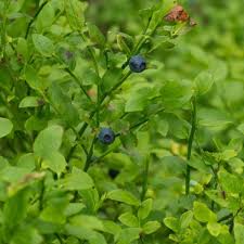 Attēlu rezultāti vaicājumam “Vaccinium myrtillus”