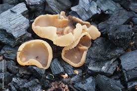 Attēlu rezultāti vaicājumam “Peziza varia”