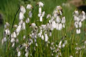 Attēlu rezultāti vaicājumam “Eriophorum latifolium”
