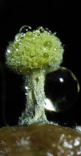 Attēlu rezultāti vaicājumam “Cribraria aurantiaca var. persoonii macro”